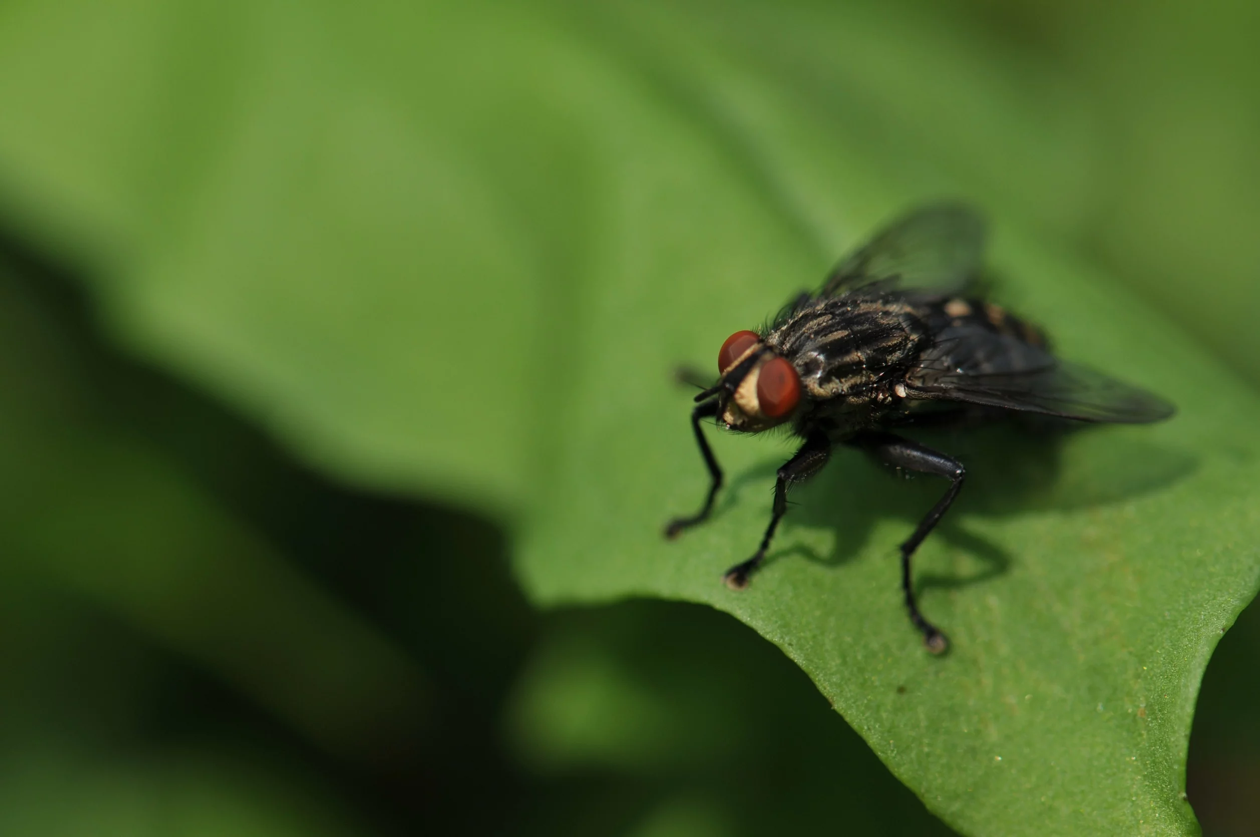 How To Get Rid of Cluster Flies - Cluster Fly Control Guide