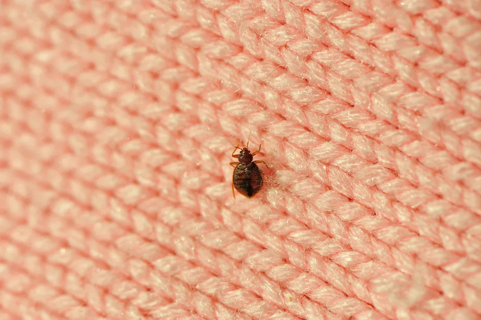 Bed Bug Identification Guide