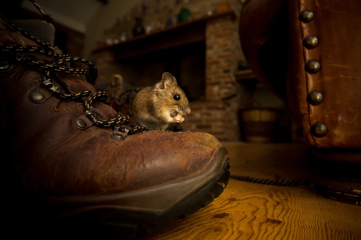 Setting a Mouse Trap, the Best Mouse Trap, Humane Mouse Traps, Glue  Mouse Traps