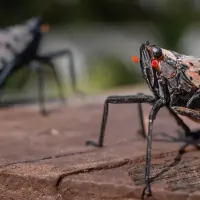 Spotted Lanternfly