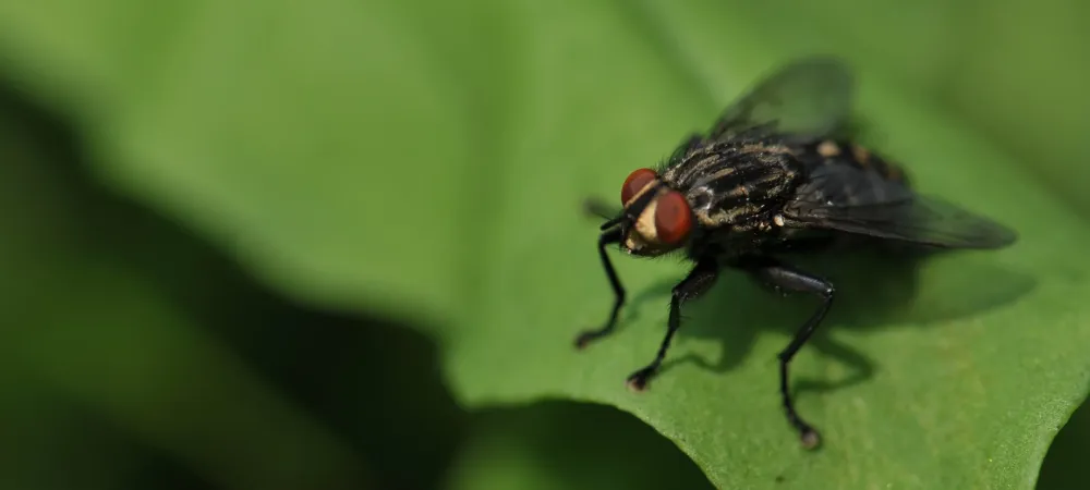 Fruit Flies  Haley Pest Control in Lawrence, KS