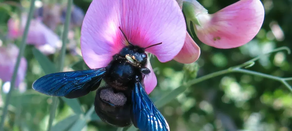 carpenter bee on a purple flower