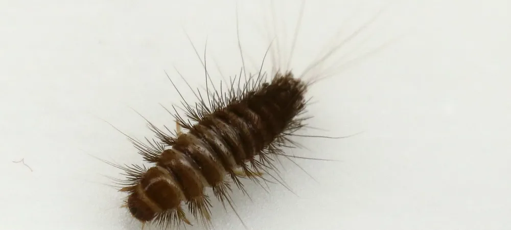 carpet beetle larvae on white surface