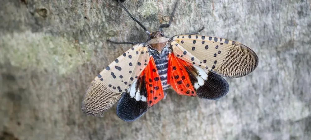 Spotted Lanternfly