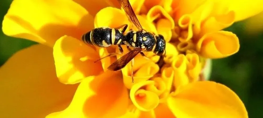 wasp on a yellow flower