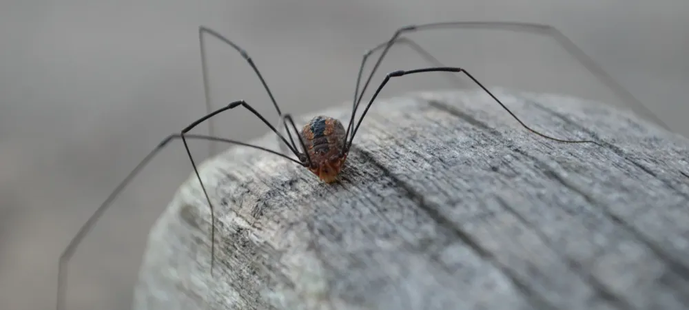 Daddy Long Legs vs Cellar Spiders